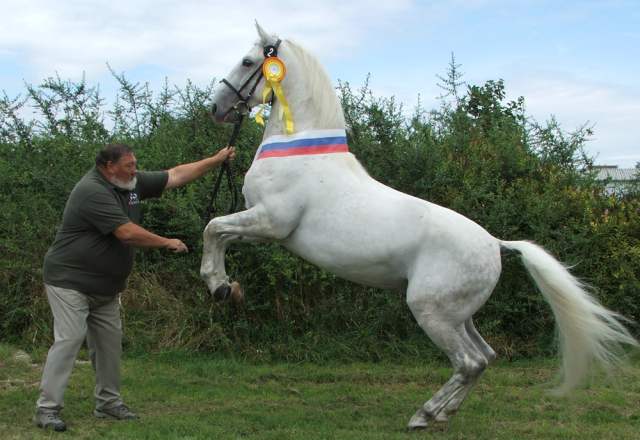 Sampion vystavy 3739 Favory XIV Amerika